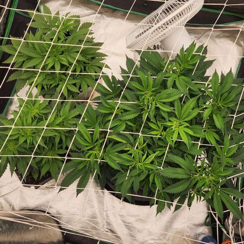 Purple Fuel, Top G, Purple G growlog timeline photo