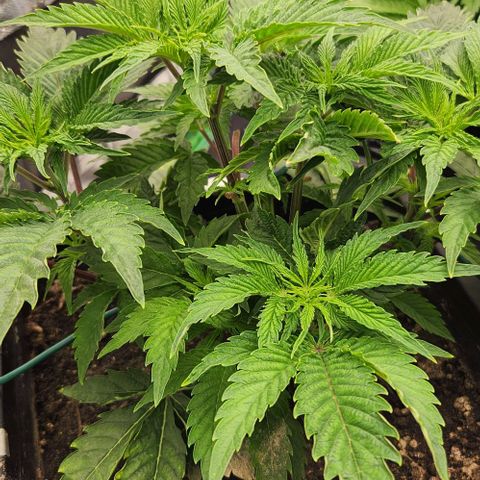 Purple Fuel, Top G, Purple G growlog timeline photo