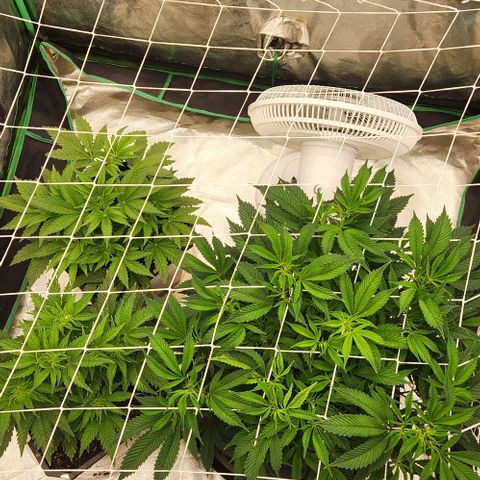 Purple Fuel, Top G, Purple G growlog timeline photo