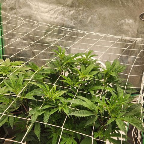 Purple Fuel, Top G, Purple G growlog timeline photo