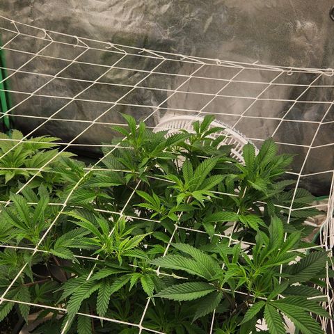 Purple Fuel, Top G, Purple G growlog timeline photo