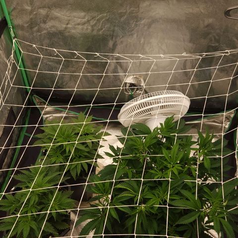 Purple Fuel, Top G, Purple G growlog timeline photo