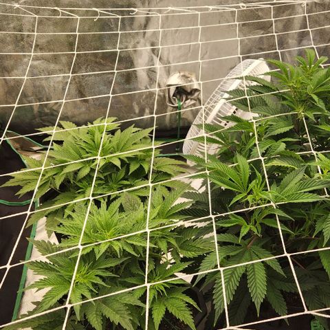 Purple Fuel, Top G, Purple G growlog timeline photo
