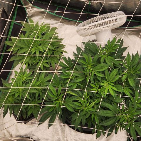 Purple Fuel, Top G, Purple G growlog timeline photo