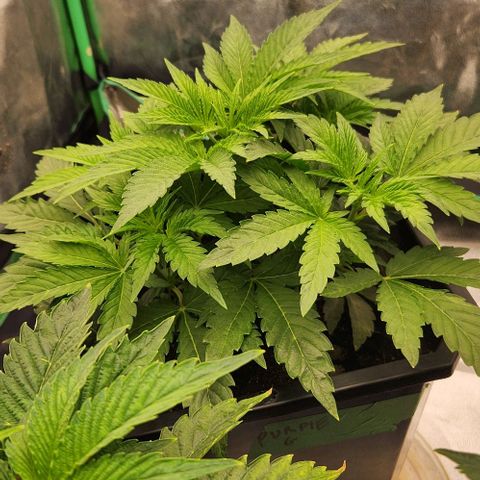Purple Fuel, Top G, Purple G growlog timeline photo