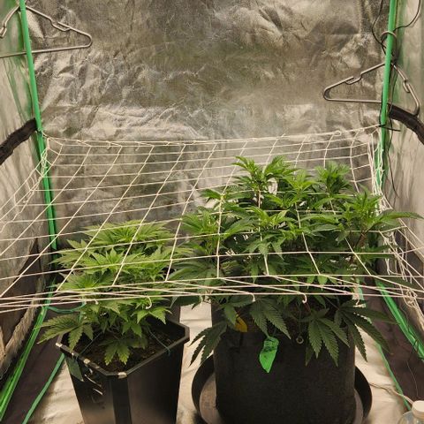 Purple Fuel, Top G, Purple G growlog timeline photo