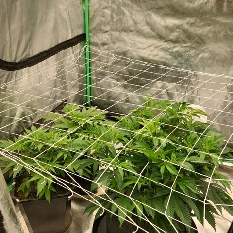 Purple Fuel, Top G, Purple G growlog timeline photo