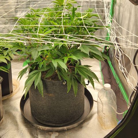 Purple Fuel, Top G, Purple G growlog timeline photo