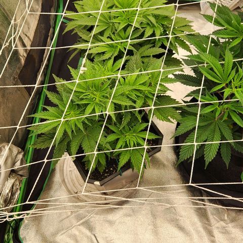 Purple Fuel, Top G, Purple G growlog timeline photo
