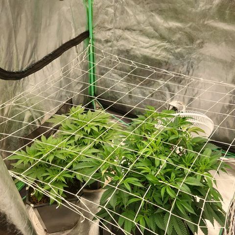 Purple Fuel, Top G, Purple G growlog timeline photo