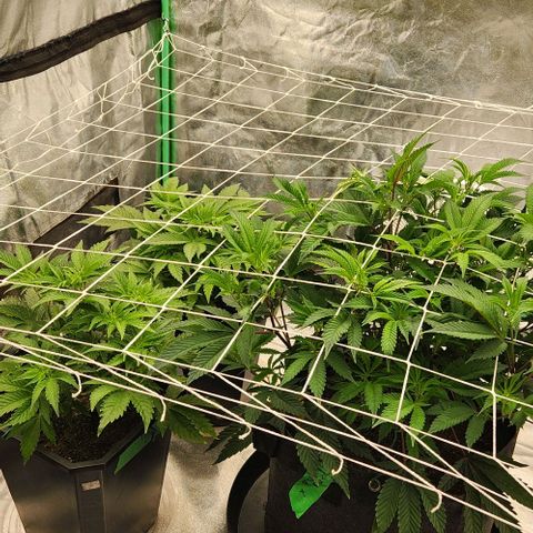 Purple Fuel, Top G, Purple G growlog timeline photo
