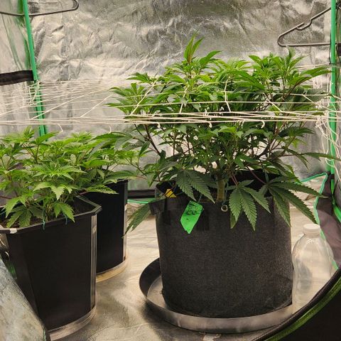 Purple Fuel, Top G, Purple G growlog timeline photo