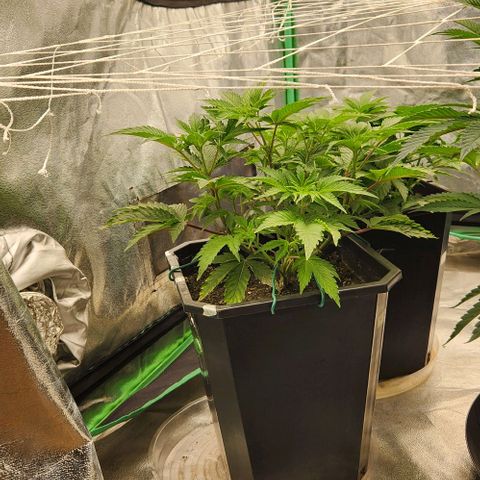 Purple Fuel, Top G, Purple G growlog timeline photo