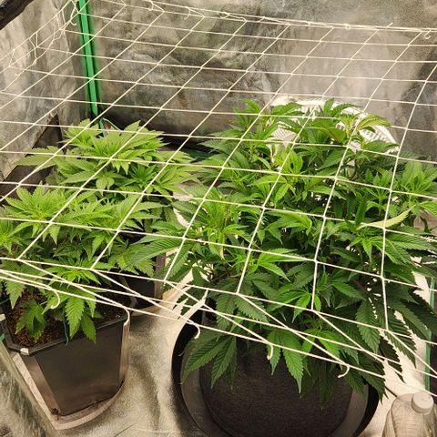 Purple Fuel, Top G, Purple G growlog timeline photo