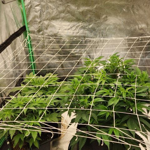 Purple Fuel, Top G, Purple G growlog timeline photo