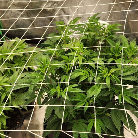 Purple Fuel, Top G, Purple G growlog timeline photo