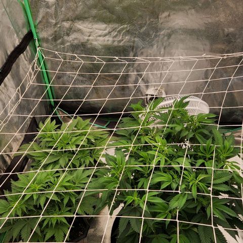 Purple Fuel, Top G, Purple G growlog timeline photo
