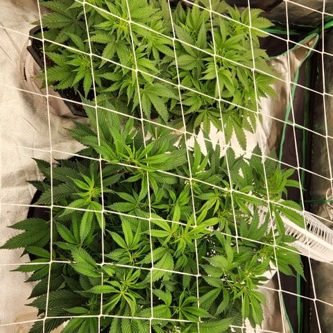 Purple Fuel, Top G, Purple G growlog timeline photo