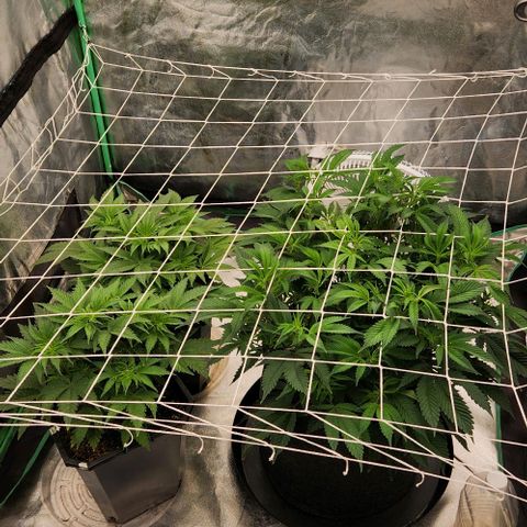 Purple Fuel, Top G, Purple G growlog timeline photo