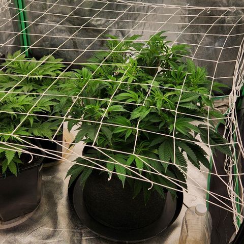 Purple Fuel, Top G, Purple G growlog timeline photo