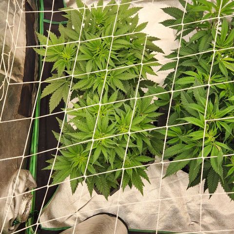 Purple Fuel, Top G, Purple G growlog timeline photo