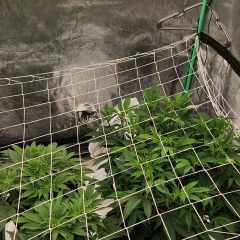 Purple Fuel, Top G, Purple G growlog timeline photo