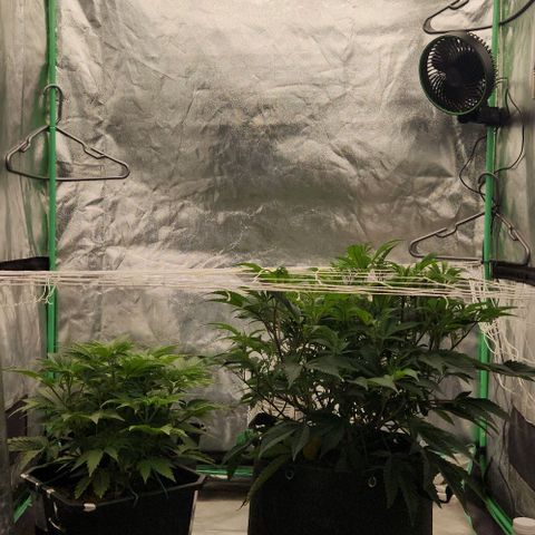 Purple Fuel, Top G, Purple G growlog timeline photo