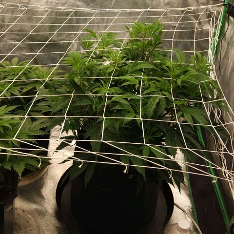 Purple Fuel, Top G, Purple G growlog timeline photo