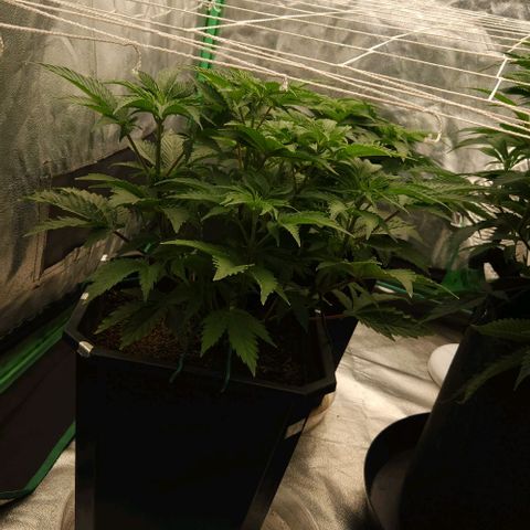 Purple Fuel, Top G, Purple G growlog timeline photo