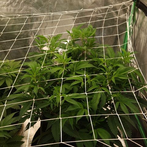 Purple Fuel, Top G, Purple G growlog timeline photo