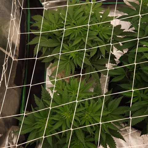Purple Fuel, Top G, Purple G growlog timeline photo