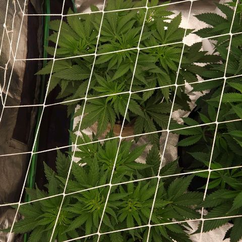 Purple Fuel, Top G, Purple G growlog timeline photo