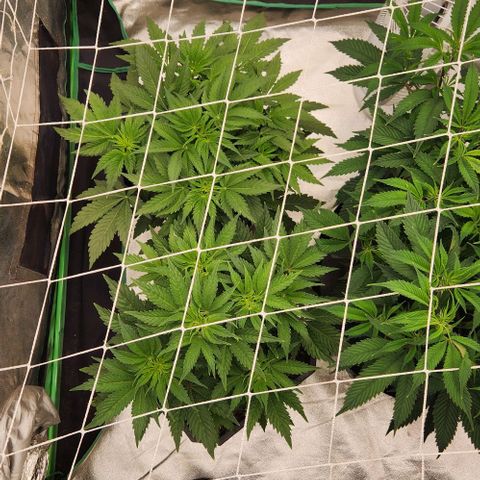 Purple Fuel, Top G, Purple G growlog timeline photo