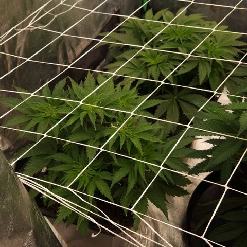 Purple Fuel, Top G, Purple G growlog timeline photo
