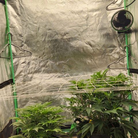 Purple Fuel, Top G, Purple G growlog timeline photo