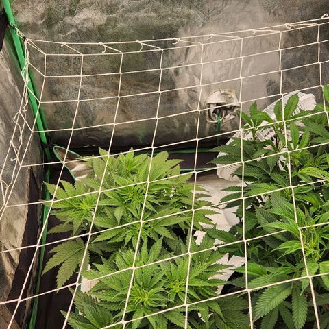 Purple Fuel, Top G, Purple G growlog timeline photo