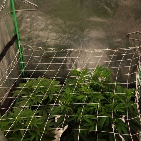 Purple Fuel, Top G, Purple G growlog timeline photo