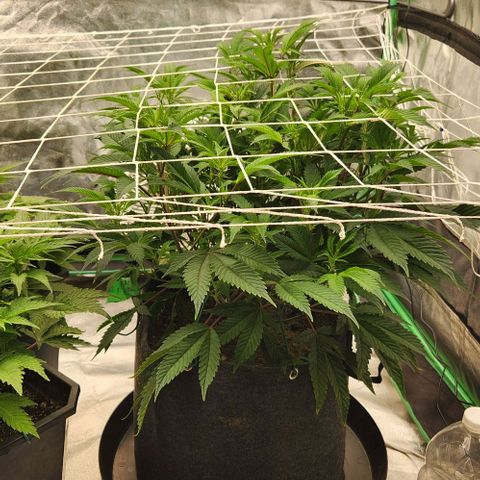 Purple Fuel, Top G, Purple G growlog timeline photo