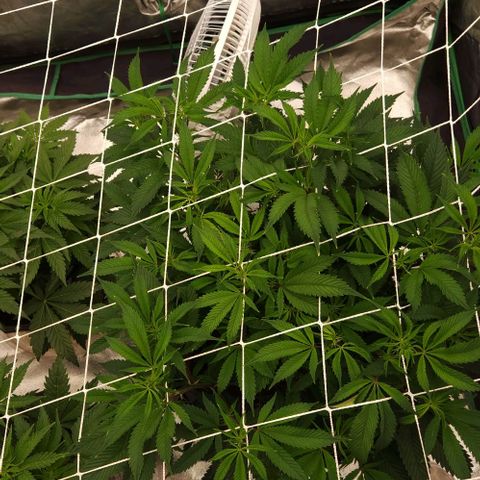 Purple Fuel, Top G, Purple G growlog timeline photo