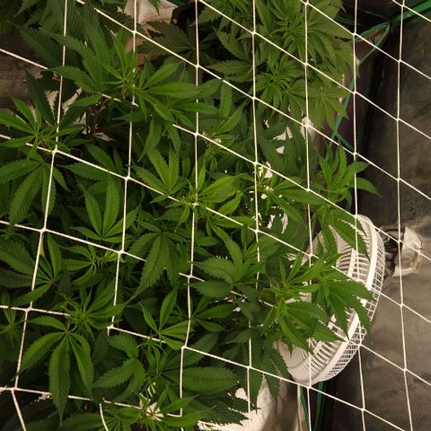 Purple Fuel, Top G, Purple G growlog timeline photo