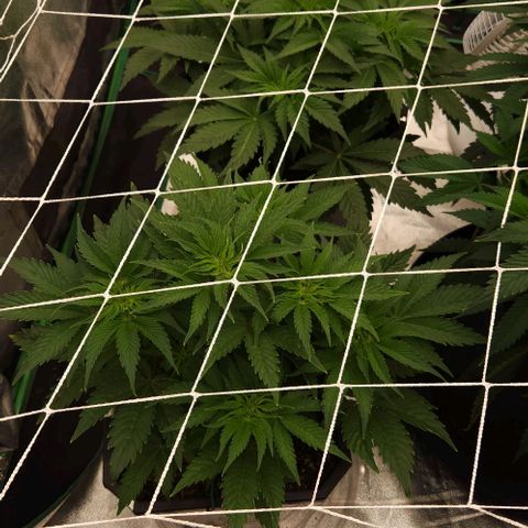 Purple Fuel, Top G, Purple G growlog timeline photo