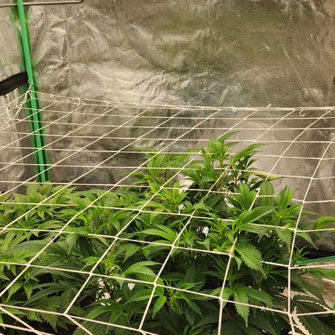 Purple Fuel, Top G, Purple G growlog timeline photo