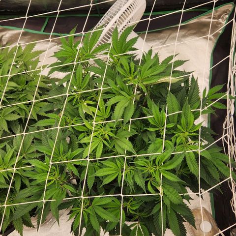 Purple Fuel, Top G, Purple G growlog timeline photo