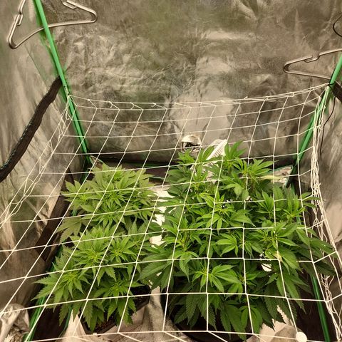 Purple Fuel, Top G, Purple G growlog timeline photo