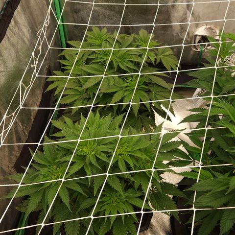 Purple Fuel, Top G, Purple G growlog timeline photo
