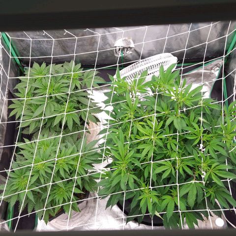 Purple Fuel, Top G, Purple G growlog timeline photo