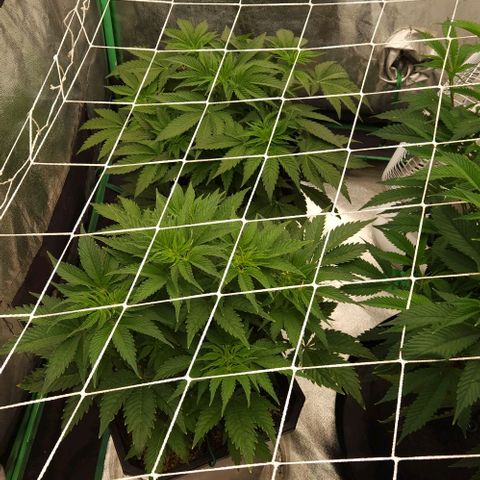 Purple Fuel, Top G, Purple G growlog timeline photo