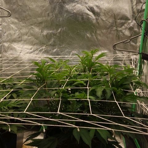 Purple Fuel, Top G, Purple G growlog timeline photo