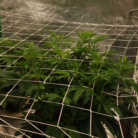 Purple Fuel, Top G, Purple G growlog timeline photo