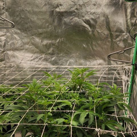 Purple Fuel, Top G, Purple G growlog timeline photo